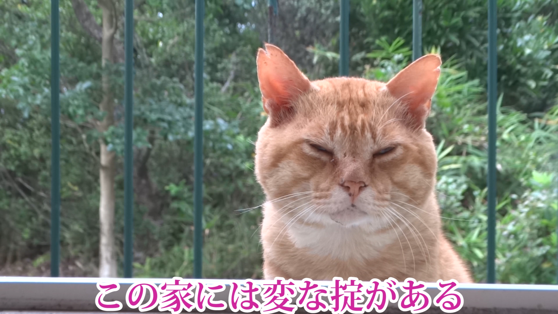 詫びの一本 │ ひばりと健太郎blog